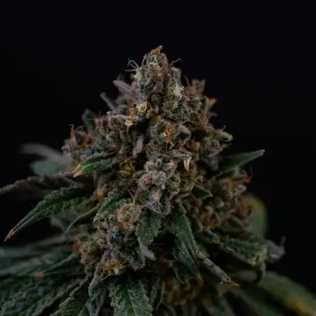 Apple Cru - only harvest