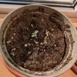 Guava Auto - Outdoor - second Grow