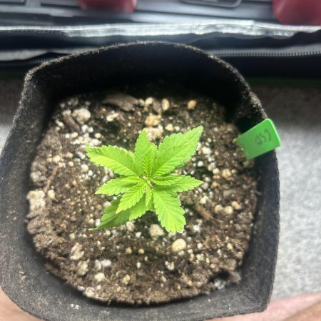 2025 Outdoor Grow…. Shaking off the cobwebs