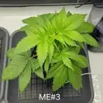 🍊 Citrus Storm – Mimosa Evo on Fire