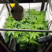 🍓🔥 AK Berry Run