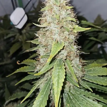 🚀 Future 1 – Advanced Indoor Grow