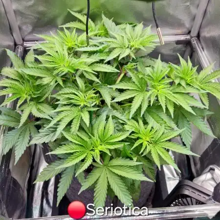 🔴 Seriotica - "Zen in Progress"