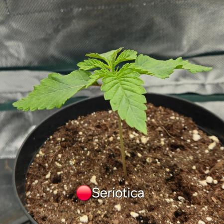 🔴 Seriotica - "Zen in Progress"