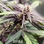 🔴 Red Calm – Pure CBD in Full Color