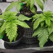 🚀 Future 1 – Advanced Indoor Grow