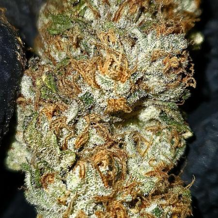 🍊 Citrus Storm – Mimosa Evo on Fire