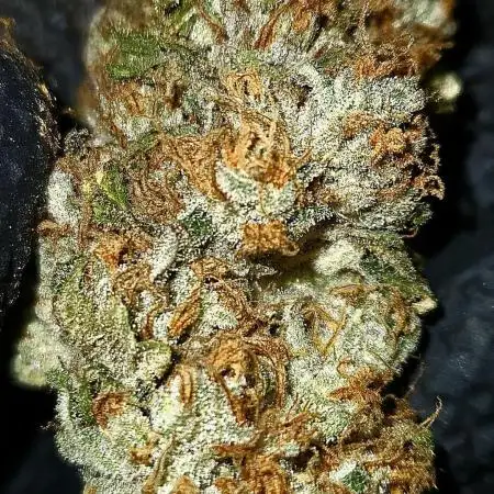🍊 Citrus Storm – Mimosa Evo on Fire