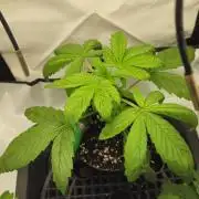 🍓🔥 AK Berry Run