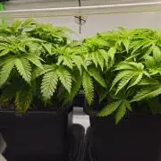 🚀 Future 1 – Advanced Indoor Grow
