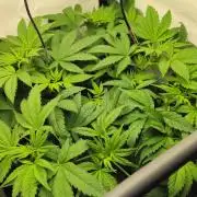 🚀 Future 1 – Advanced Indoor Grow