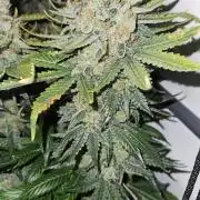 🍓🔥 AK Berry Run