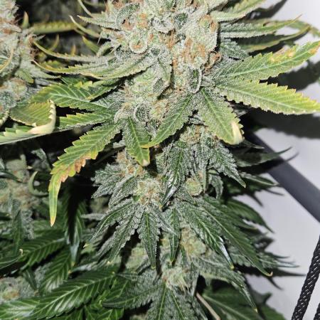 🍓🔥 AK Berry Run