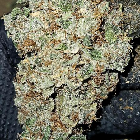 ❄️ Widow Mode Activated – 90s Legend Reloaded