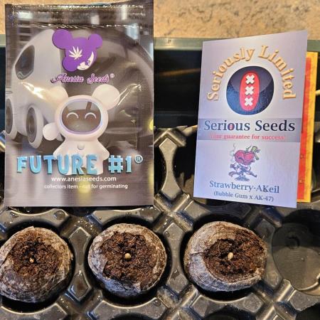 🍓🔥 AK Berry Run