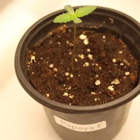 Mixed Grow w Barneys & Dutch Passion