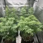 Mixed Grow w Barneys & Dutch Passion