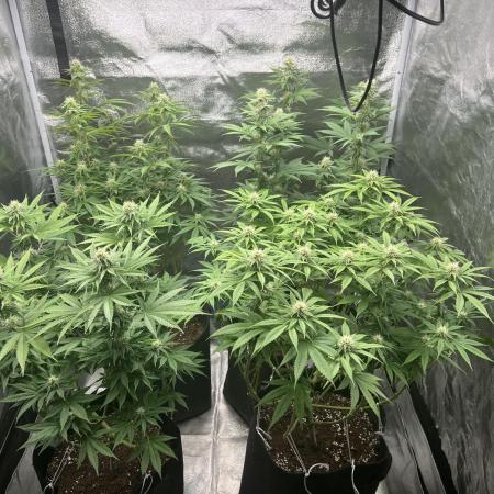 Mixed Grow w Barneys & Dutch Passion