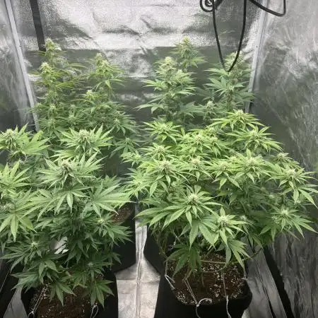 Mixed Grow w Barneys & Dutch Passion