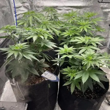 Mixed Grow w Barneys & Dutch Passion
