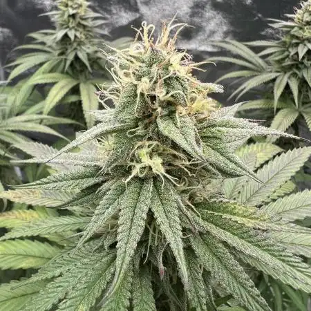 Mixed Grow w Barneys & Dutch Passion