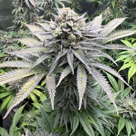 Mixed Grow w Barneys & Dutch Passion