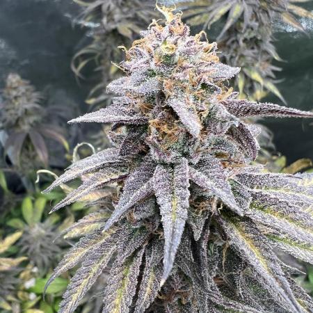 Mixed Grow w Barneys & Dutch Passion