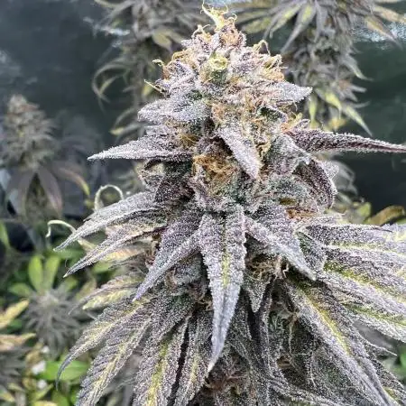 Mixed Grow w Barneys & Dutch Passion