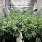 Mixed Grow w Barneys & Dutch Passion