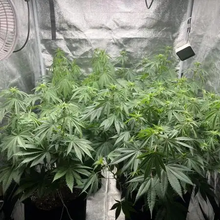 Mixed Grow w Barneys & Dutch Passion