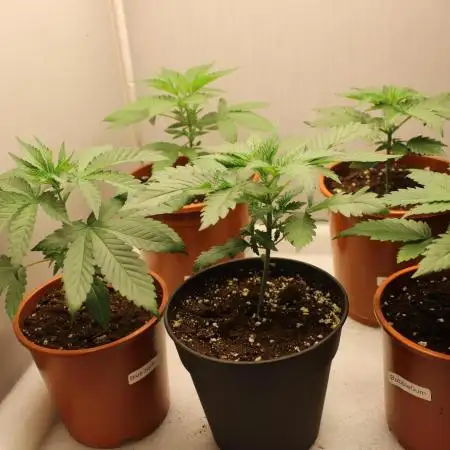 Mixed Grow w Barneys & Dutch Passion