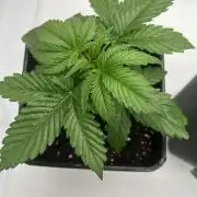 Terpfest w In-house Genetics & co