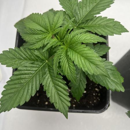 Terpfest w In-house Genetics & co