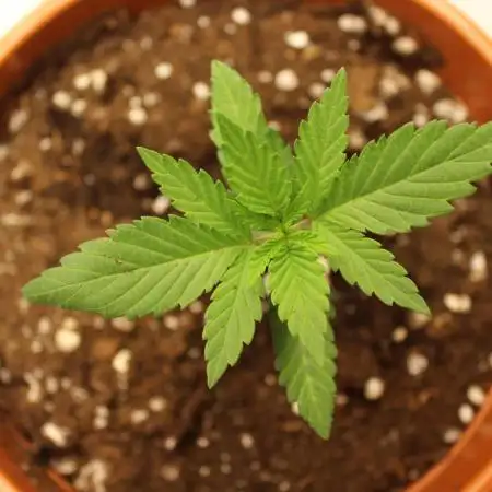 Mixed Grow w Barneys & Dutch Passion