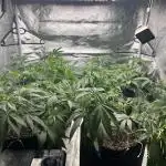 Mixed Grow w Barneys & Dutch Passion