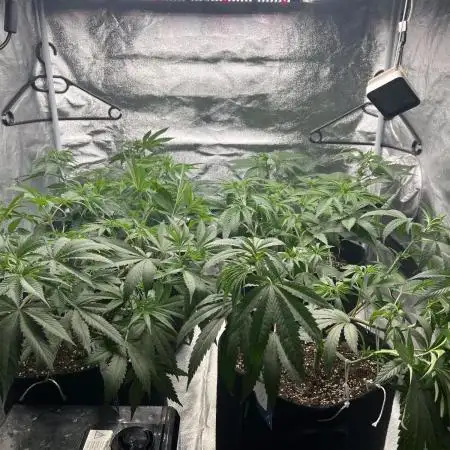 Mixed Grow w Barneys & Dutch Passion