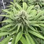 Mixed Grow w Barneys & Dutch Passion