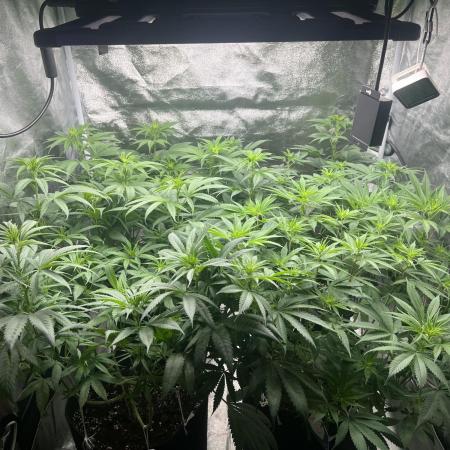 Mixed Grow w Barneys & Dutch Passion
