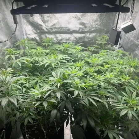Mixed Grow w Barneys & Dutch Passion