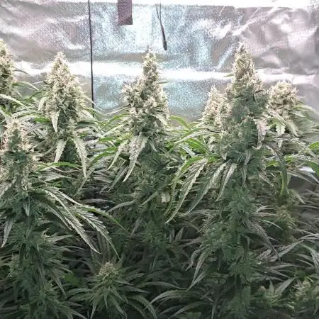 2x Sleepy Joe @Dual Root Aquaponik