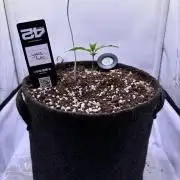 Guava Auto - Mini Grow