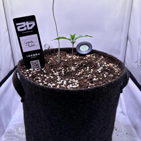 Guava Auto - Mini Grow