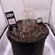 Guava Auto - Mini Grow