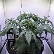 Guava Auto - Mini Grow
