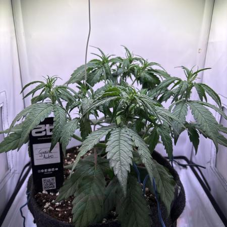 Guava Auto - Mini Grow
