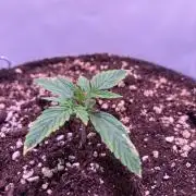 Nirvana - Girl Scout Cookies Auto