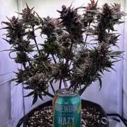 Guava Auto - Mini Grow