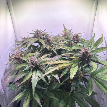 Guava Auto - Mini Grow