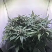 Guava Auto - Mini Grow