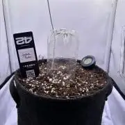 Guava Auto - Mini Grow